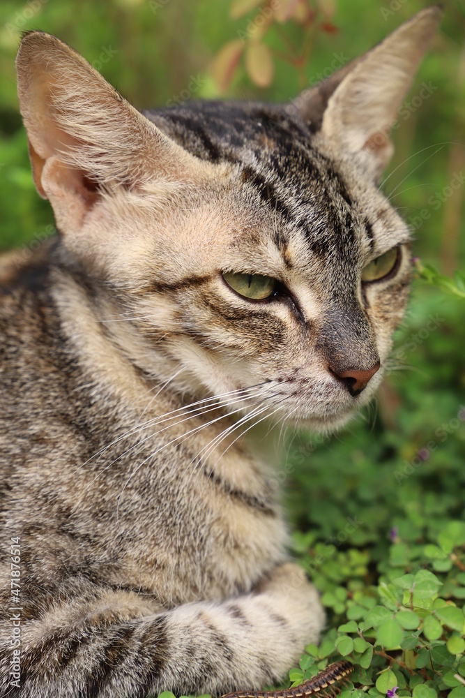 portrait of a cat