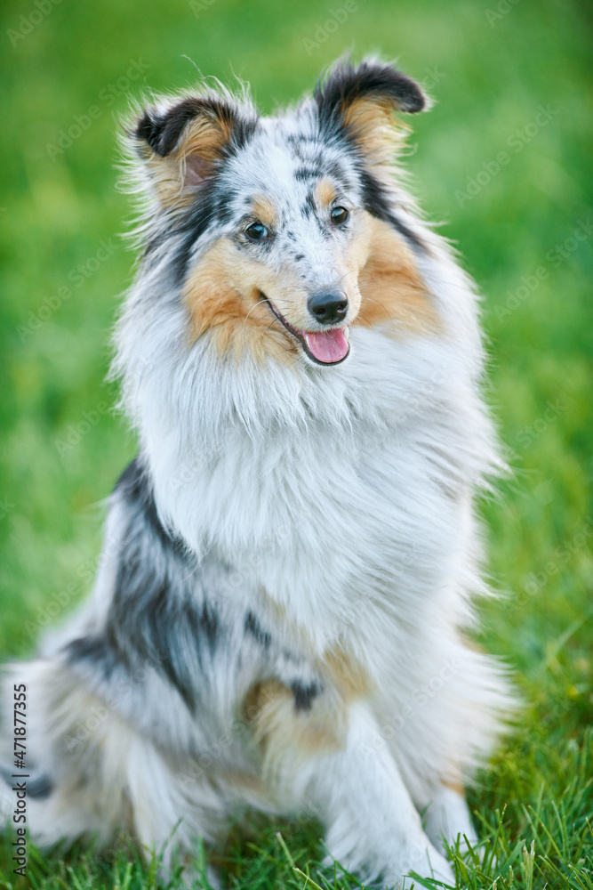 Shetland Sheepdog outdoors on grass. Pet friend Shetland Sheepdog outdoors on grass. Pet friend