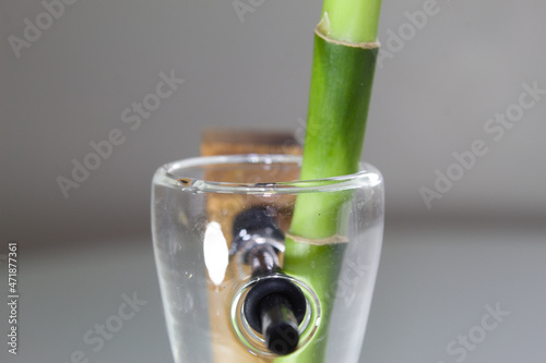 Green bamboo in a vase on a white background.
