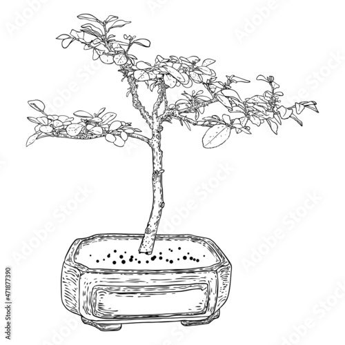 Bonsai tree. Hand drawn black white plant illustration on a white background, isolated. Tray planting of mini tree hobby. Bonsai Japanese tree grown in container. Vector.