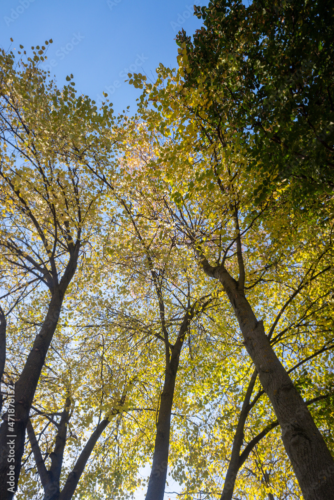 Autumn landscape, trees with bright leaves against the sky. Autumn landscape, trees with bright leaves against the sky.