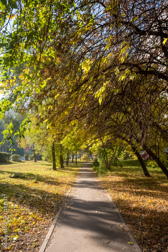 Autumn landscape, trees with bright leaves against the sky. Autumn landscape, trees with bright leaves against the sky.
