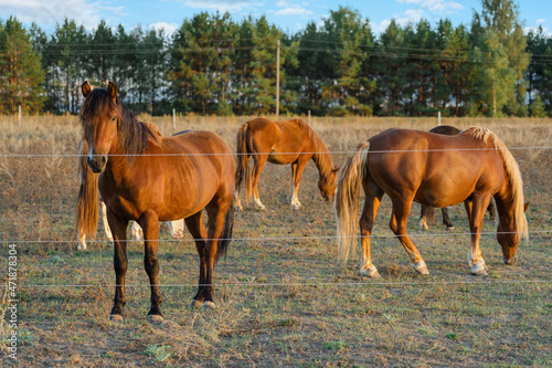 A herd of horses graze in a field fenced with live wire. Electric shepherd for small farms