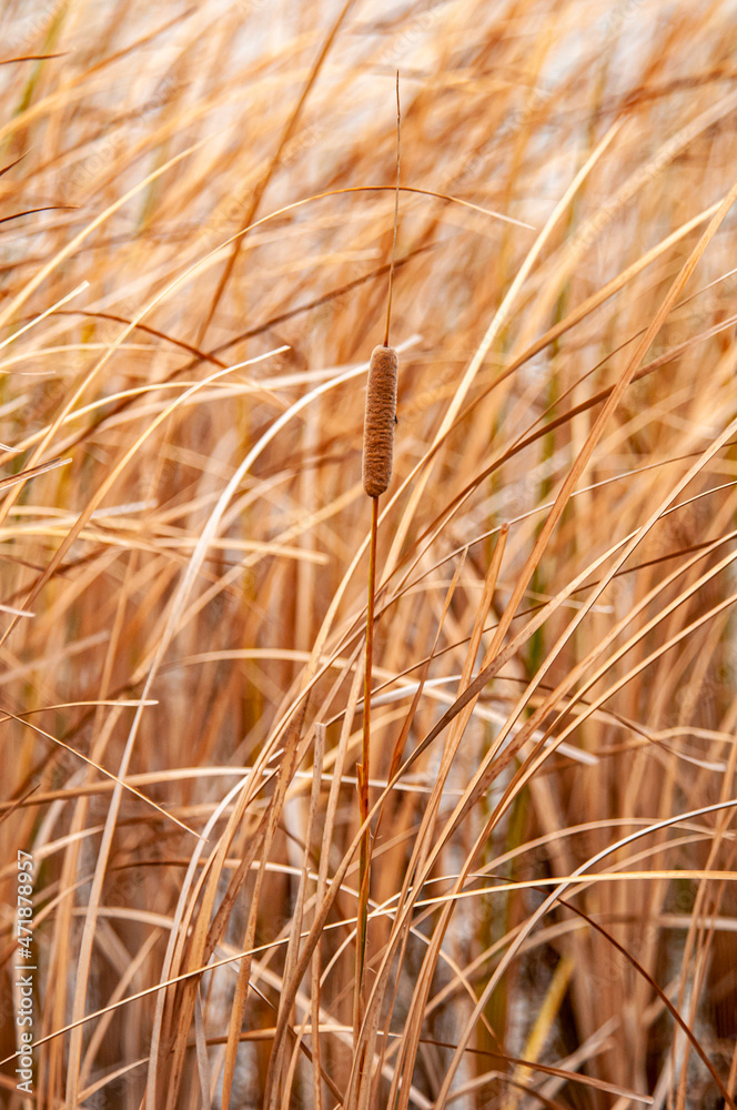 Cattail and grass Cattail and grass