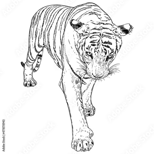 Tiger walking. Amur or Siberian tiger, big wild cat. Endangered animal from red book, hand drawn. Vector.
