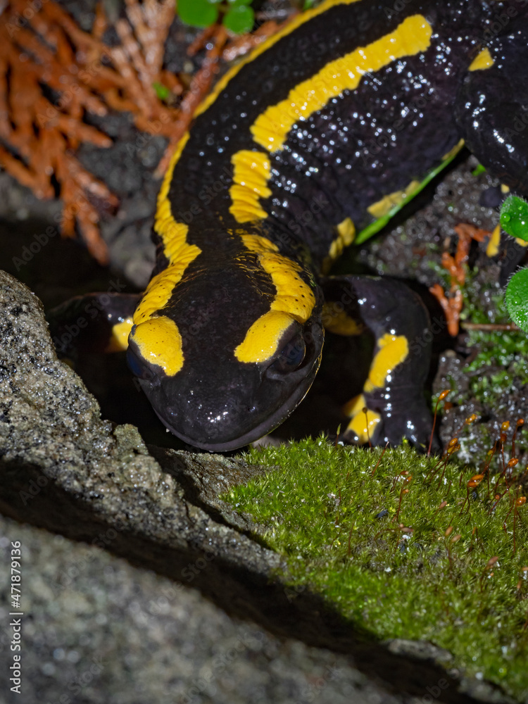 Obraz premium Fire salamander on the move at night