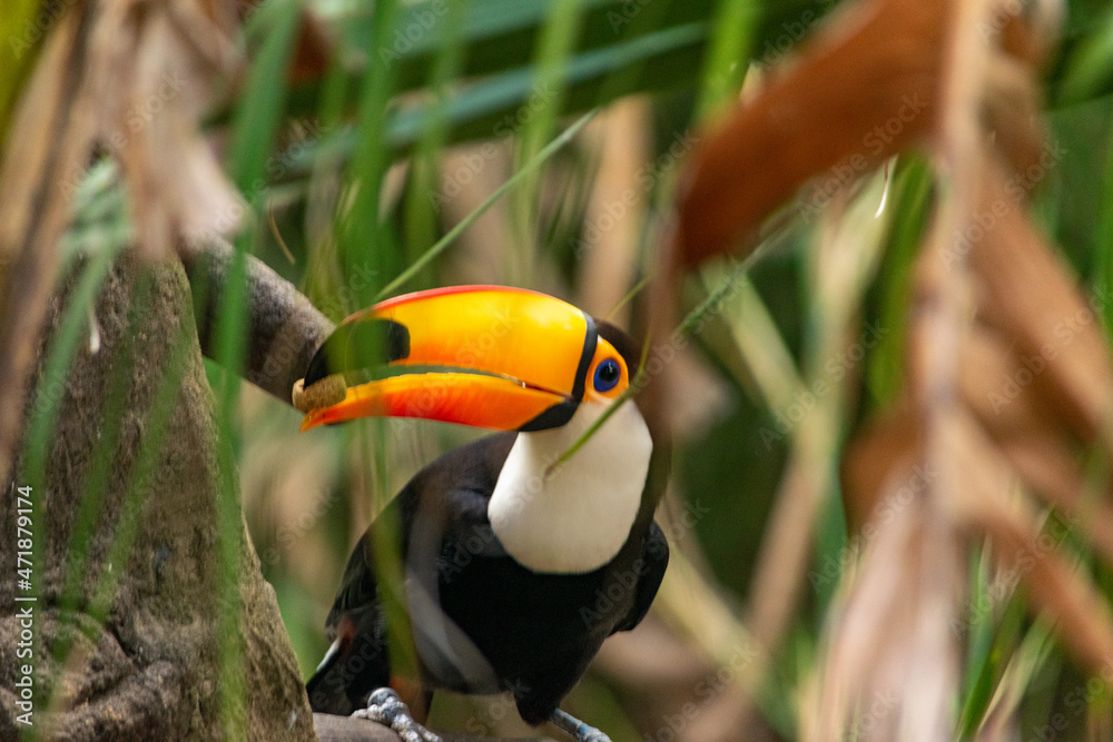 Fototapeta premium TUCAN