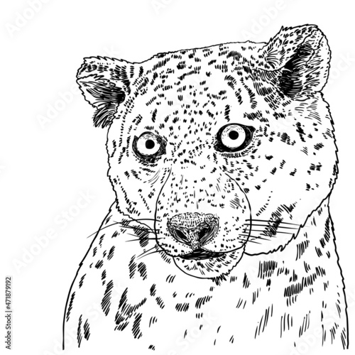 Leopard drawing by hand on a white background. Hand drawn portrait of leopard or jaguar muzzle illustration. Vector