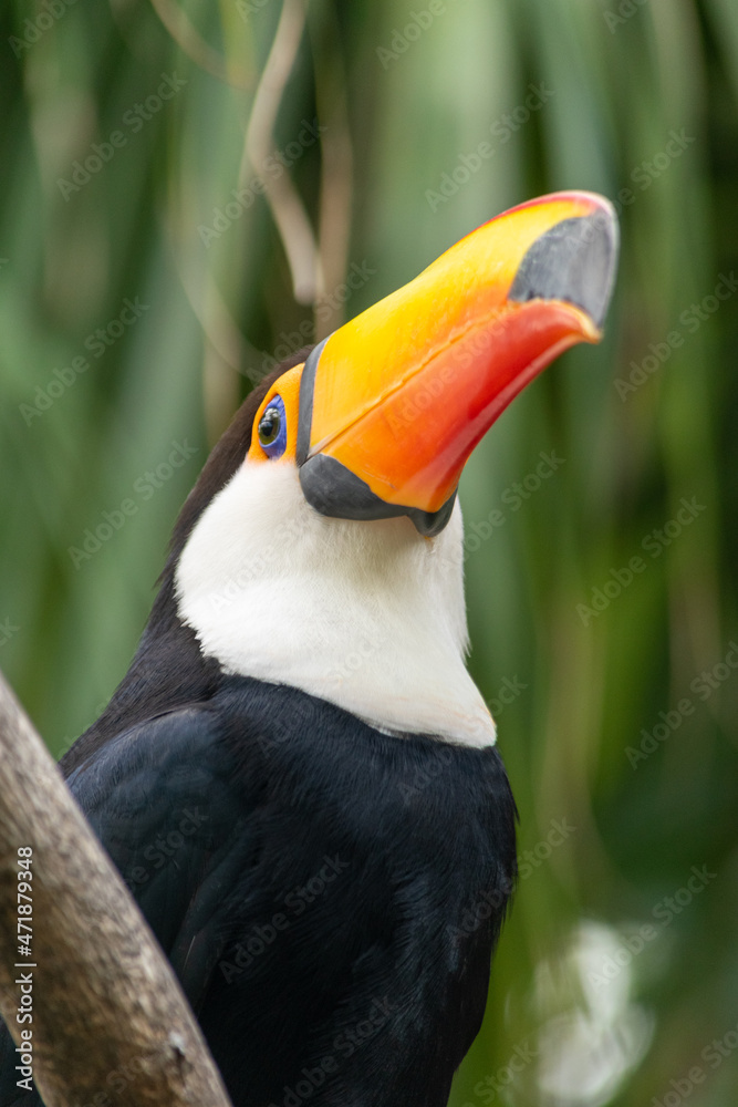 Naklejka premium TUCAN