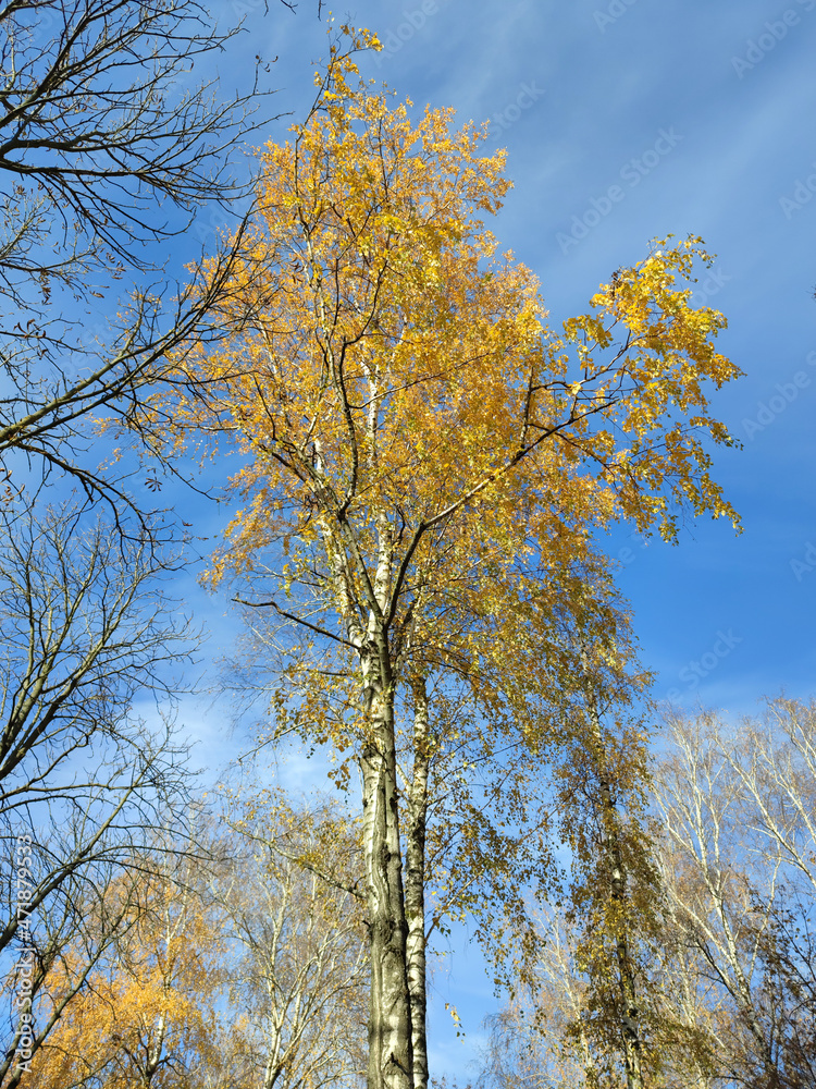 Autumn, tree against the blue sky, bottom view. Autumn, tree against the blue sky, bottom view.