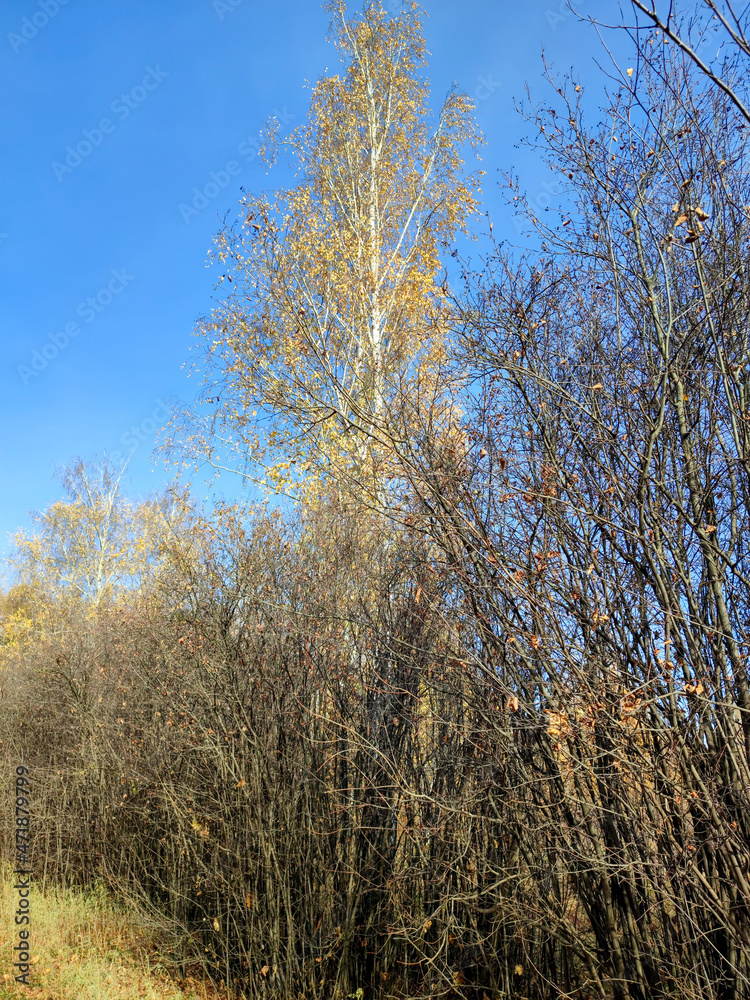 Tall trees without leaves in the park, autumn landscape, clear sunny day. Tall trees without leaves in the park, autumn landscape, clear sunny day.
