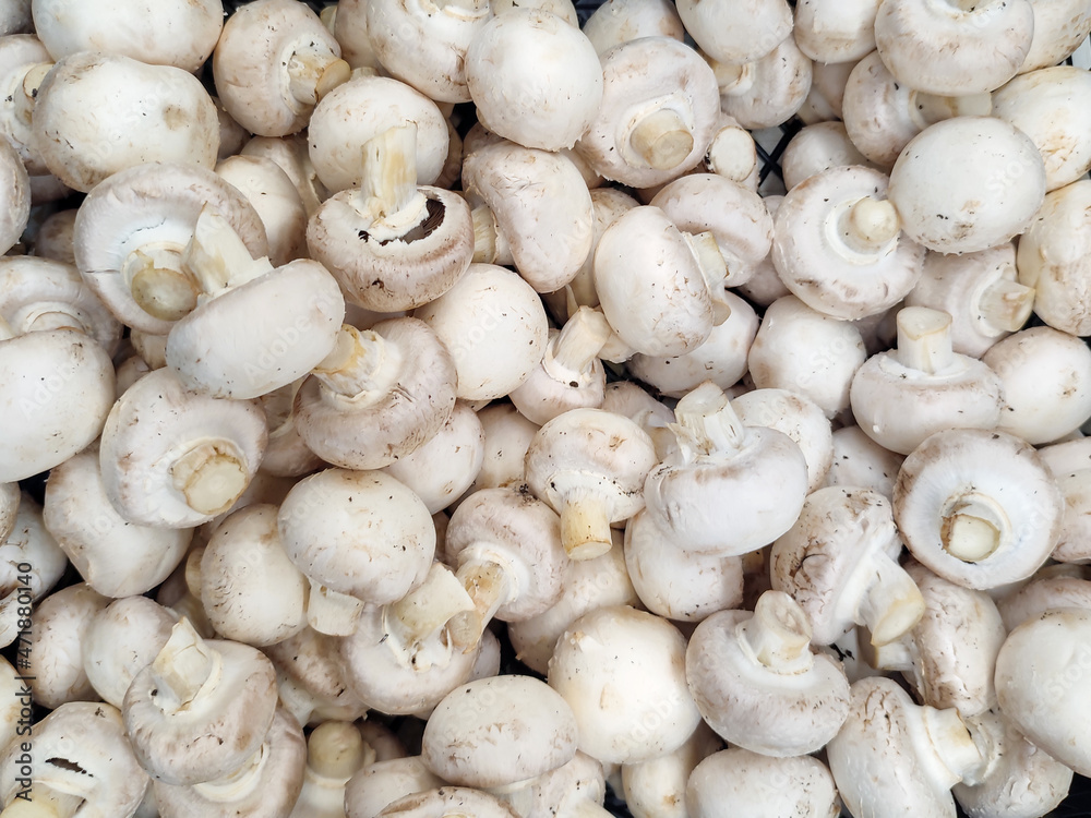 Lots of small porcini mushrooms, champignons. Lots of small porcini mushrooms, champignons.