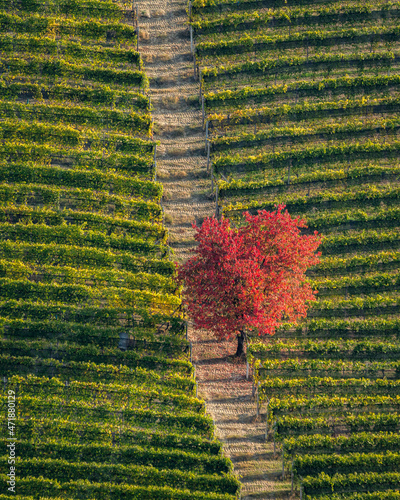 Amazing fall season colors near Serralunga d'Alba village. In the Langhe region, Cuneo, Piedmont, Italy.