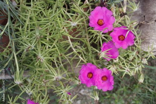 Portulaca pink flower (moss rose) photo