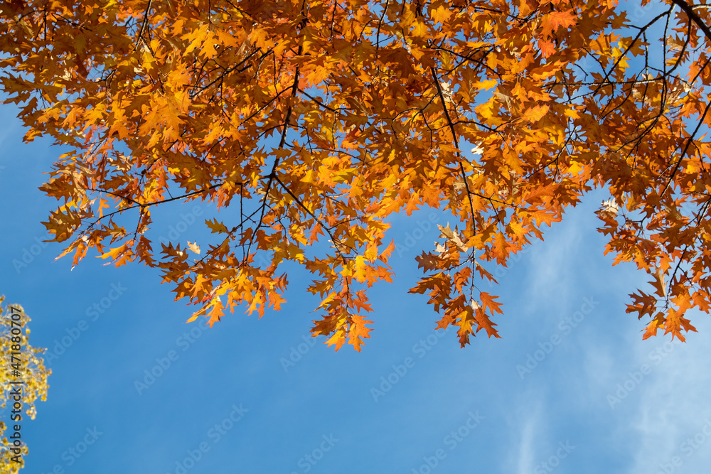 Bright autumn orange leaves on a tree against the background of the sky.