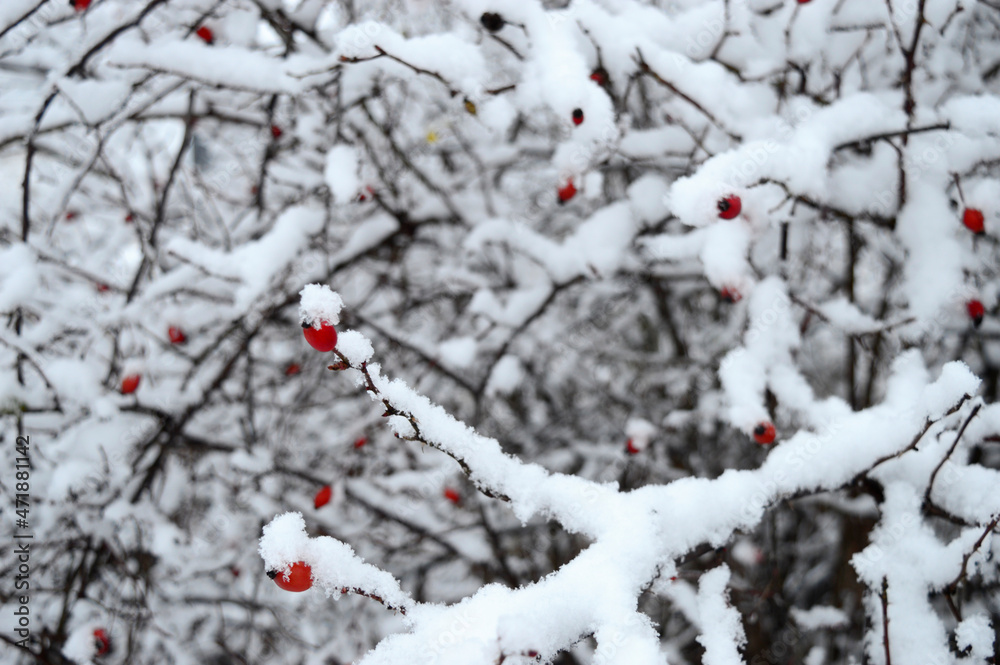 Closeup bush of wild rose with red fruits covered with snow Closeup bush of wild rose with red fruits covered with snow