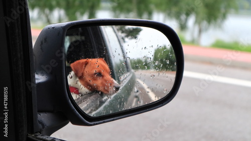 Reflection of a dog in the car mirror. Odbicie psa w lusterku samochodowym.