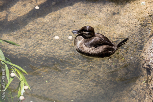 Small brown duck floats in a scuzzy cement pond with greenery growing photo