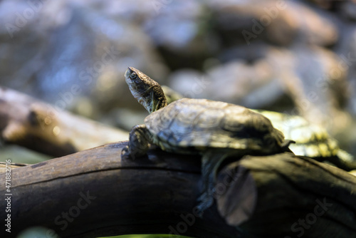 Turtle rests on a large log in the shade. Shallow depth of field, only eyes in focus