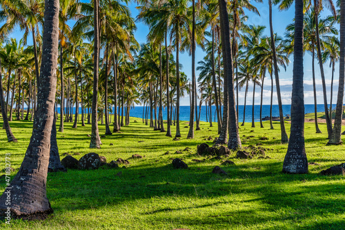 Fototapeta Naklejka Na Ścianę i Meble -  palm trees on the beach