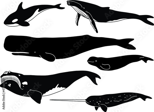 Whale Silhouette Clipart Set - Beluga, Orca, Sperm, Narwhal, Humpback and Right Whale