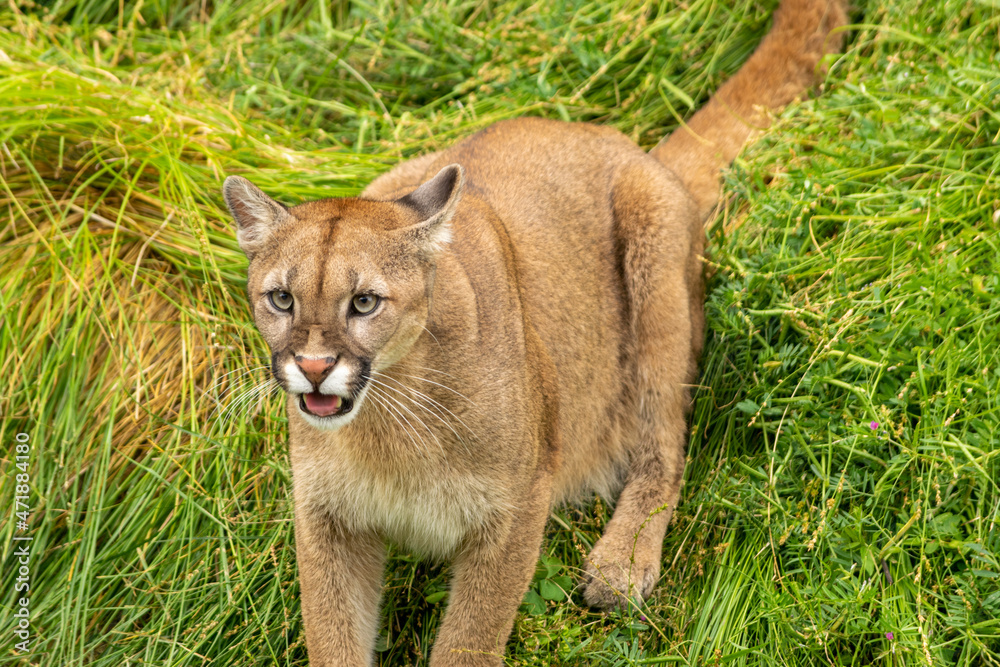 Obraz premium ANIMALES