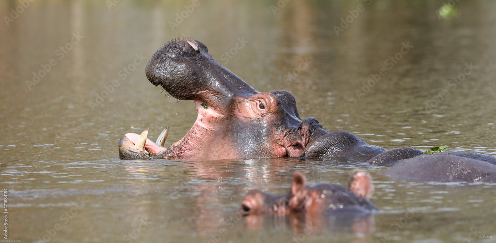 hippopotamus in the lake