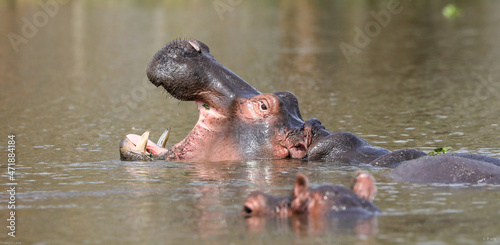 hippopotamus in the lake