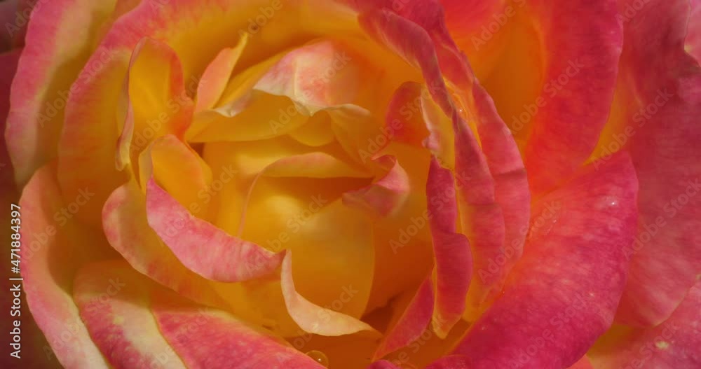 Detail of ornamental fresh roses.