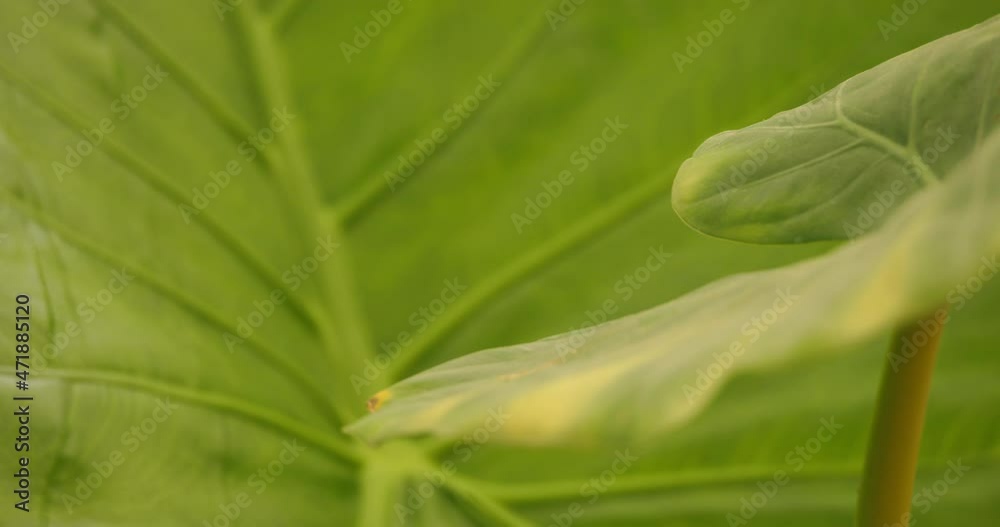 Detail of Alocasia macrorrhizos leaves Detail of Alocasia macrorrhizos leaves