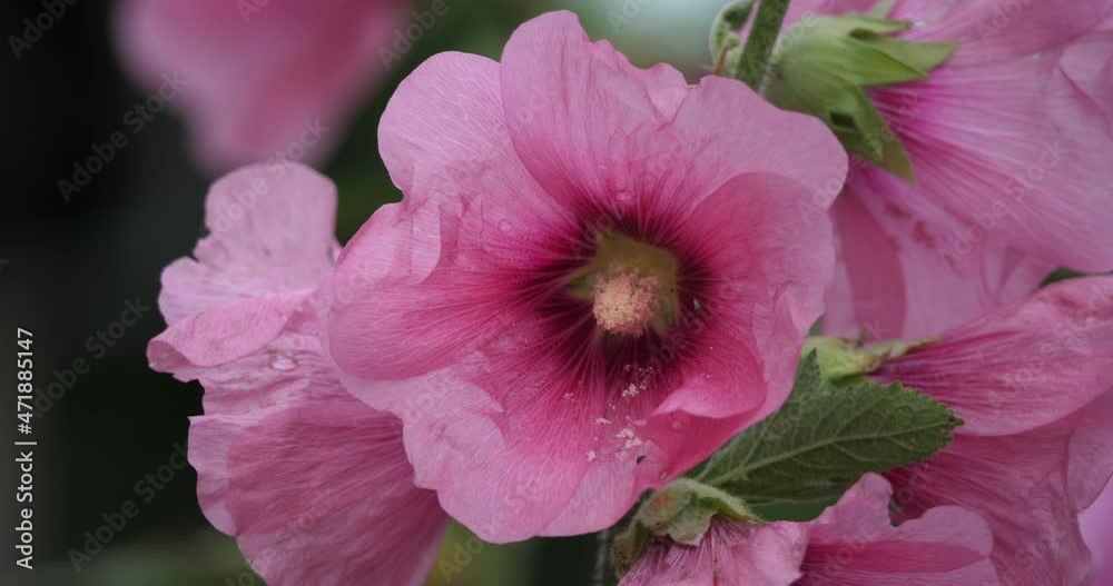 Alcea, commonly known as the hollyhocks Alcea, commonly known as the hollyhocks