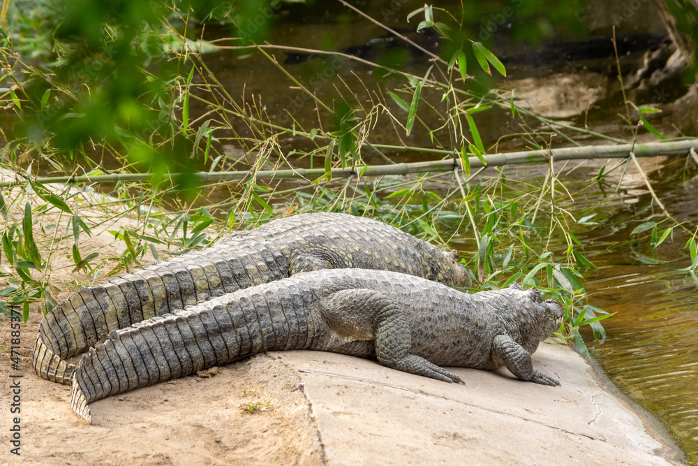 Obraz premium ANIMALES