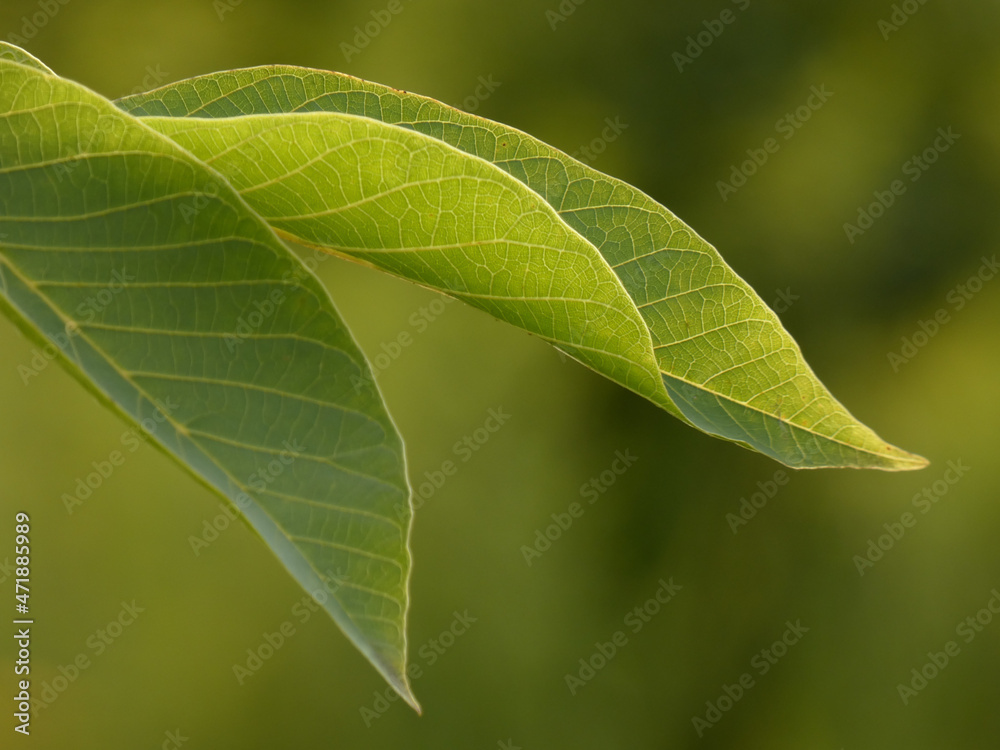 Leaves of walnut tree (Juglans regia) on green background Leaves of walnut tree (Juglans regia) on green background