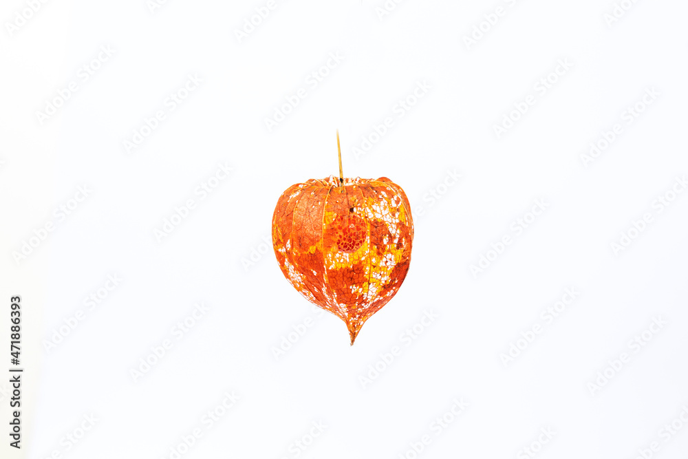 Obraz premium Physalis