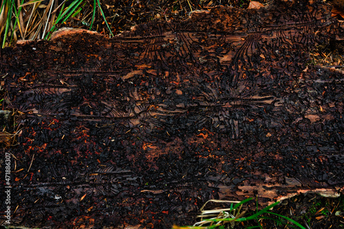 Wallpaper Mural Baumrinde vom Borkenkäfer befallen Torontodigital.ca