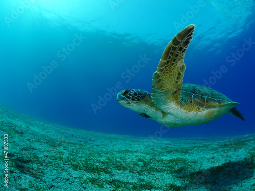 sea turtle underwater swim slow  with sun beams and rays ocean scenery blue water Chelonia mydas © underocean