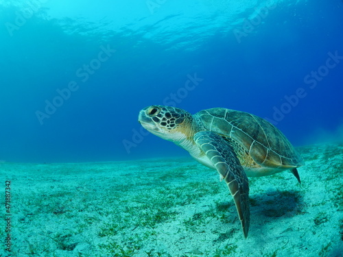 sea turtle underwater swim slow  with sun beams and rays ocean scenery blue water Chelonia mydas © underocean