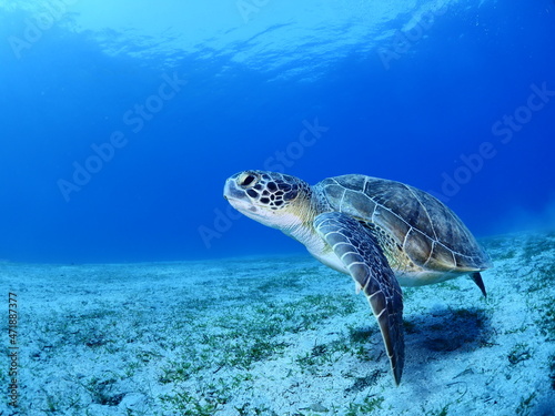 sea turtle underwater swim slow with sun beams and rays ocean scenery blue water Chelonia mydas