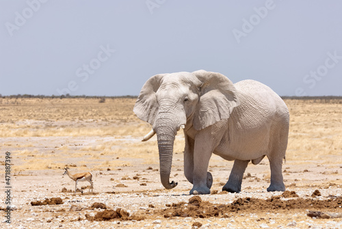 Huge white elephant in Namibia