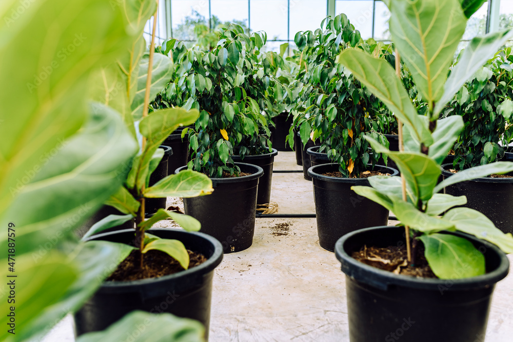 Greenhouse plant nursery, grown for sale to gardeners. Greenhouse plant nursery, grown for sale to gardeners.