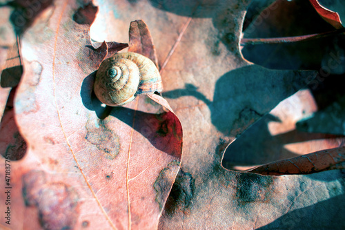 Shelled snail on dry and yellow tree leaves.