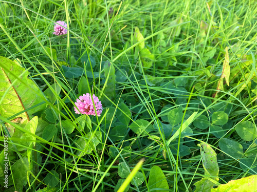 Green grass with a flowers on a meadow. Closeup outdoor background.