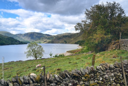 Sheep feeding on the shores of Haweswater photo