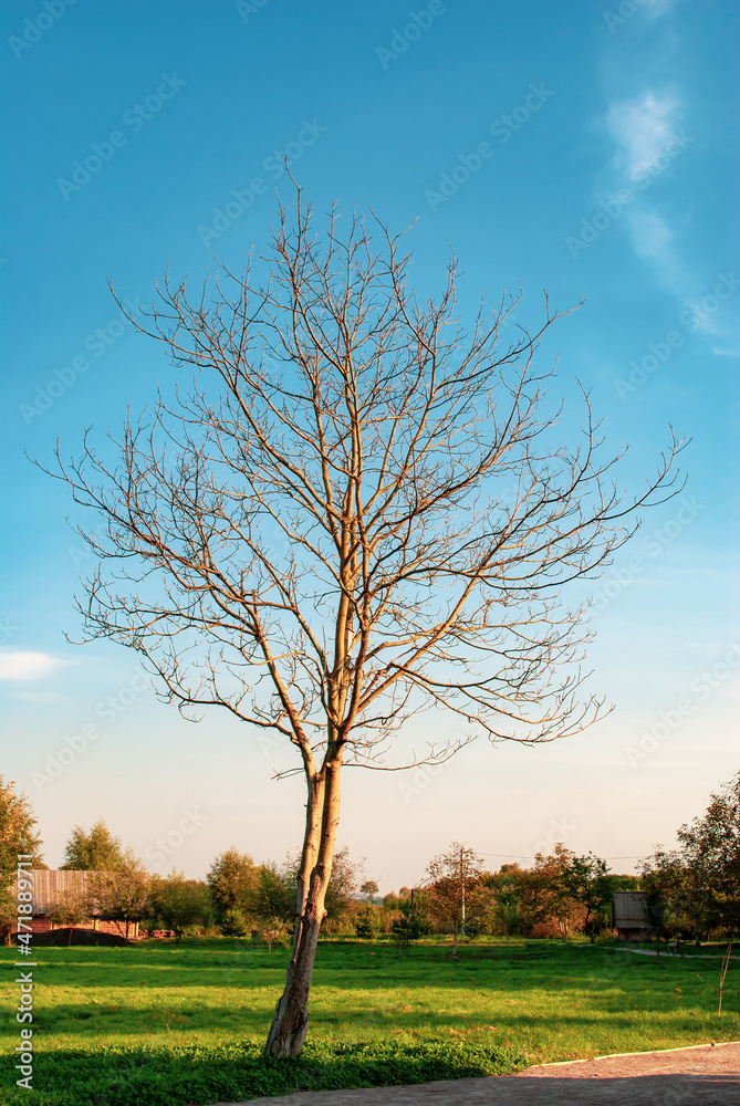 Lonely small bare tree in winter city park by blue sky Lonely small bare tree in winter city park by blue sky