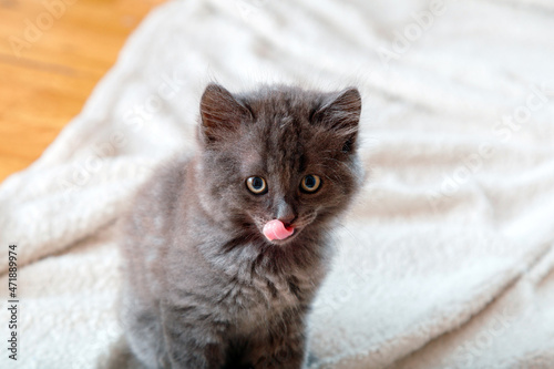 Cute gray fluffy kitten licks lips and looks at camera. Close up portrait of cat with funny face appetite and protruding tongue. hungry Pet licks at home.