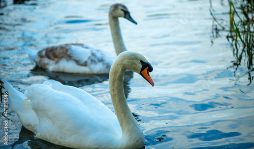 swans on water