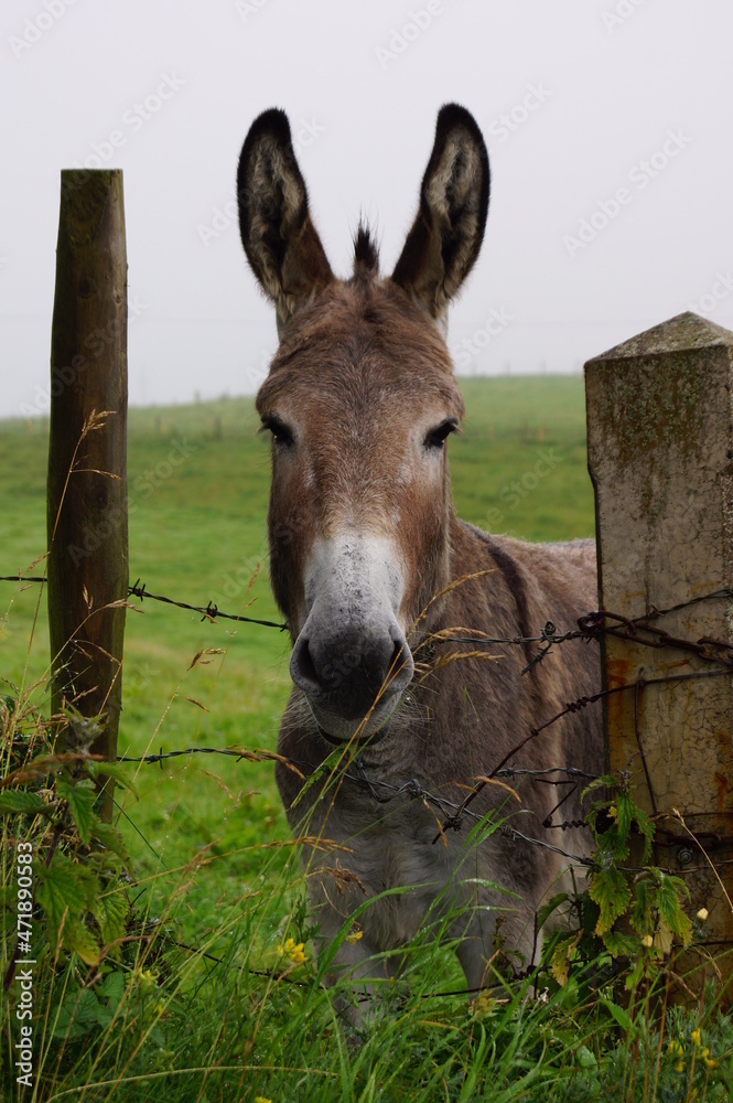Portrait of young donkey behind a fence, posing for the camera