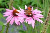Peacock butterfly resting on Echinacea 'Pink Parasol' and Echinacea pallida 'pale purple' in flower