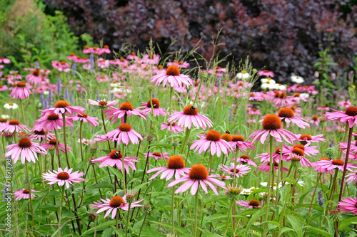 Echinacea  Pink Parasol  and Echinacea pallida  pale purple  in flower