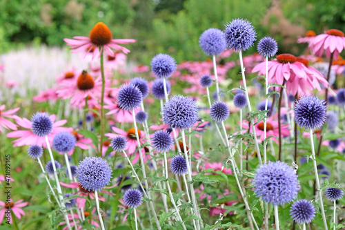 Blue Echinops globe thistle  Echinacea  Pink Parasol  and Echinacea pallida  pale purple  in flower